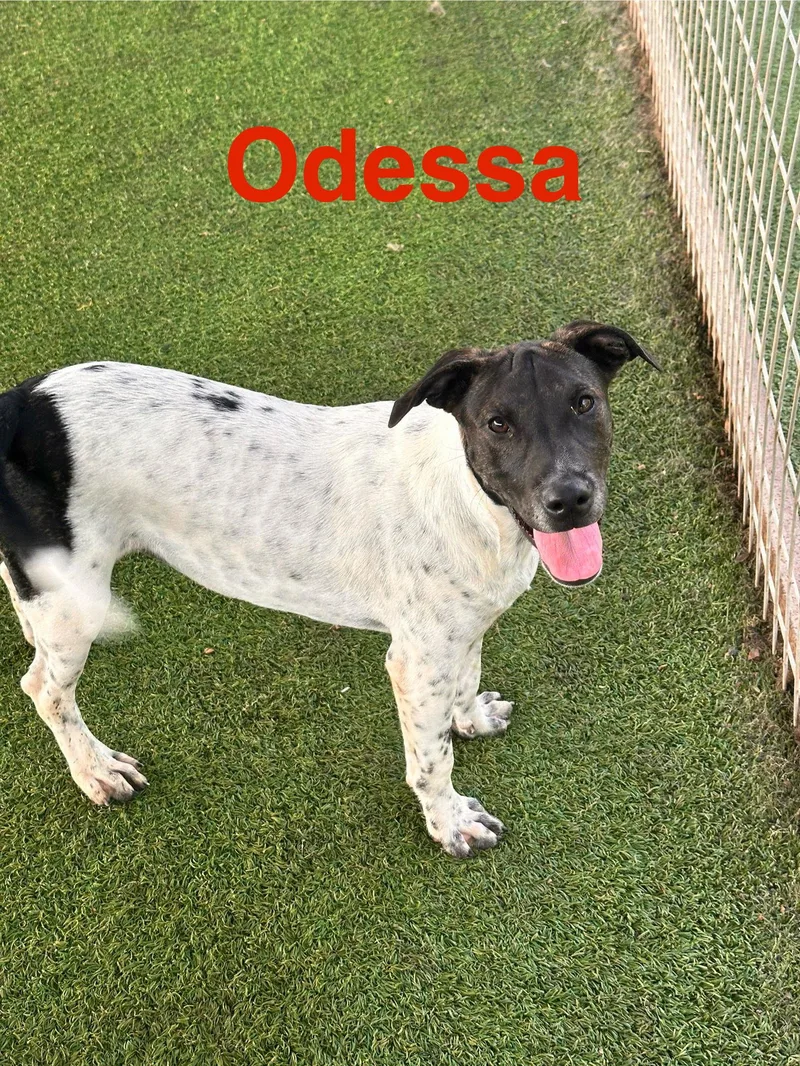 Odessa thumbnail 3