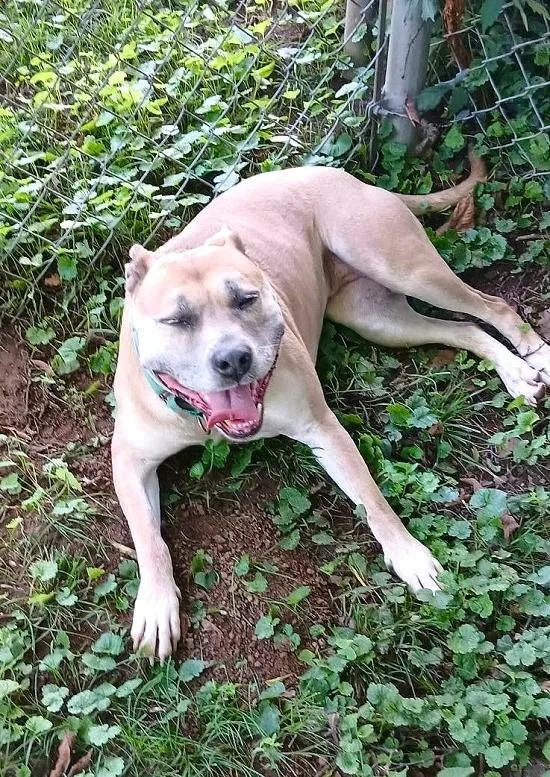 An adult medium-sized female Terrier dog named Bambi for adoption in Pegram, TN