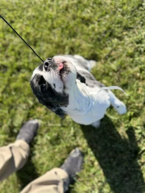 An adult medium-sized male Black Cocker Spaniel dog named Cha Chi for adoption in Bryan, OH