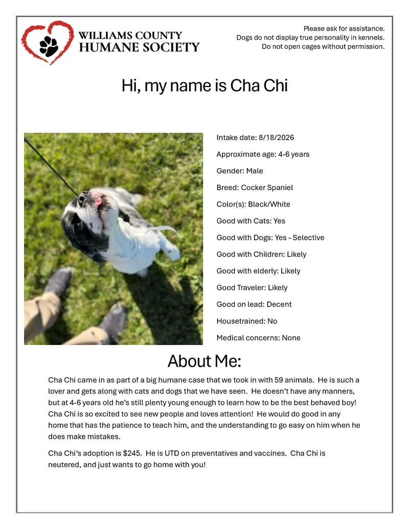 Cha Chi thumbnail 2