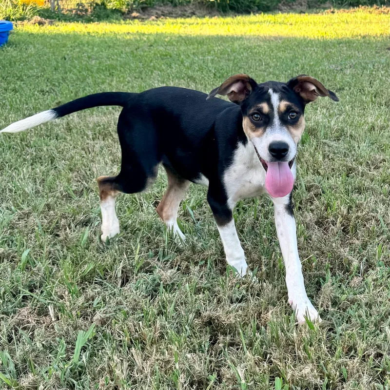 Blizzard thumbnail 3