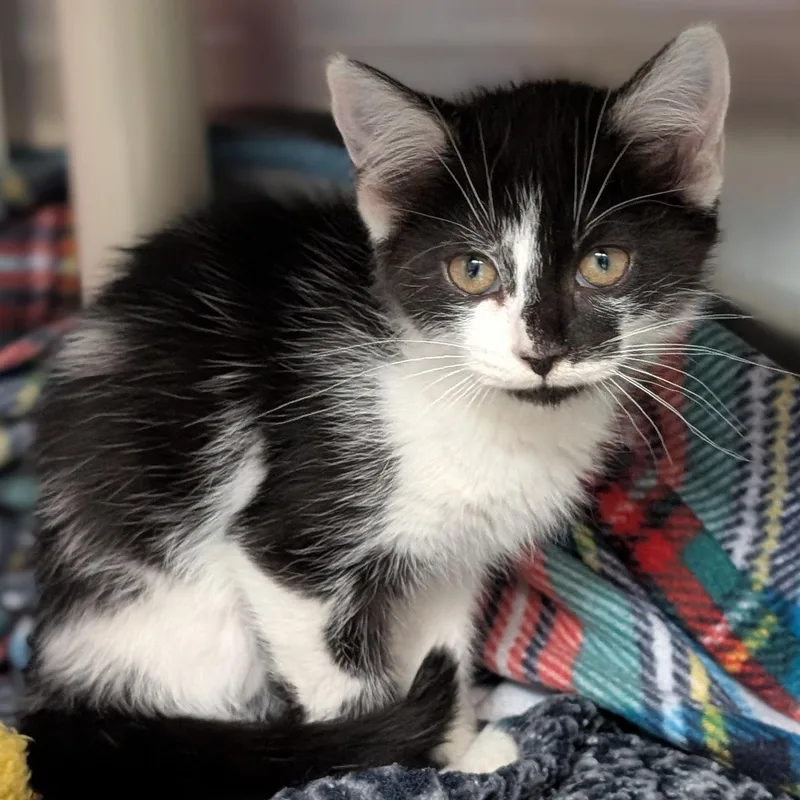A baby medium-sized female Black & White / Tuxedo Domestic Short Hair cat named Milky Way for adoption in Jefferson, WI