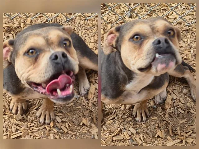 An adult medium-sized female American Bulldog dog named Cottonwood for adoption in Albuquerque, NM
