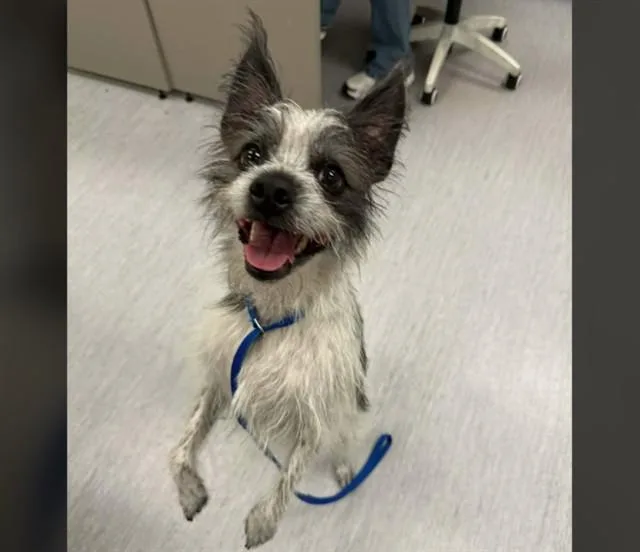 An adult medium-sized male Terrier dog named Gizmo for adoption in Colorado Springs, CO