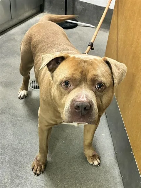 An adult extra large-sized male Pit Bull Terrier dog named Tye for adoption in Upper Marlboro, MD