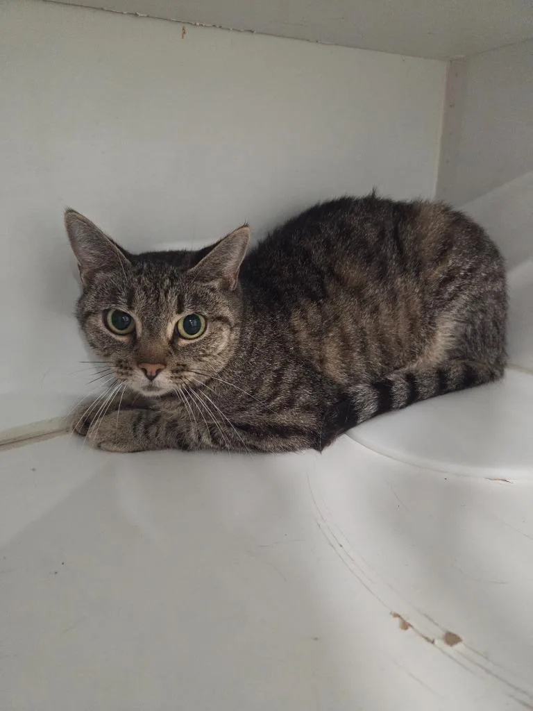 A young small-sized female Domestic Short Hair cat named Reba Adult for adoption in Lunenburg, VT