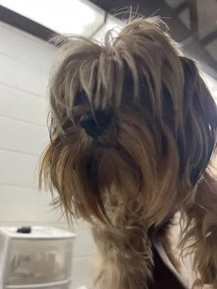 An adult medium-sized female Yorkshire Terrier dog named Fritz for adoption in Gainesville, FL