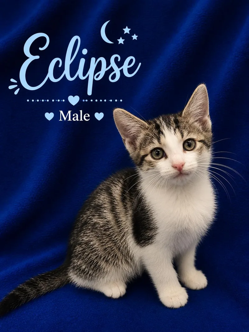 A baby small-sized male Tabby (Gray / Blue / Silver) Domestic Short Hair cat named Eclipse for adoption in Johnson City, TN
