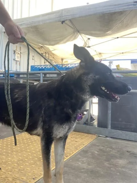A young large-sized female German Shepherd Dog dog named Leia for adoption in Bakersfield, CA