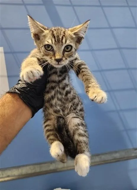 A baby small-sized male Domestic Short Hair cat named Lucas for adoption in San Bernardino, CA