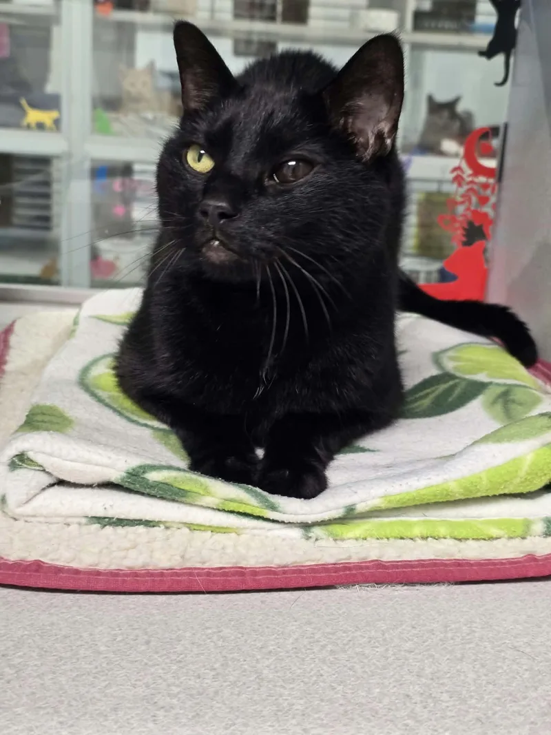 A senior medium-sized female Domestic Short Hair cat named Smoke for adoption in Iowa City, IA
