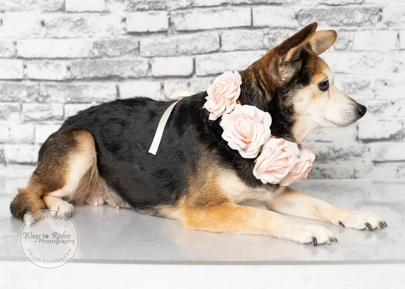 A senior small-sized female Tricolor (Brown, Black, & White) Chihuahua dog named Mia for adoption in Tuscaloosa, AL