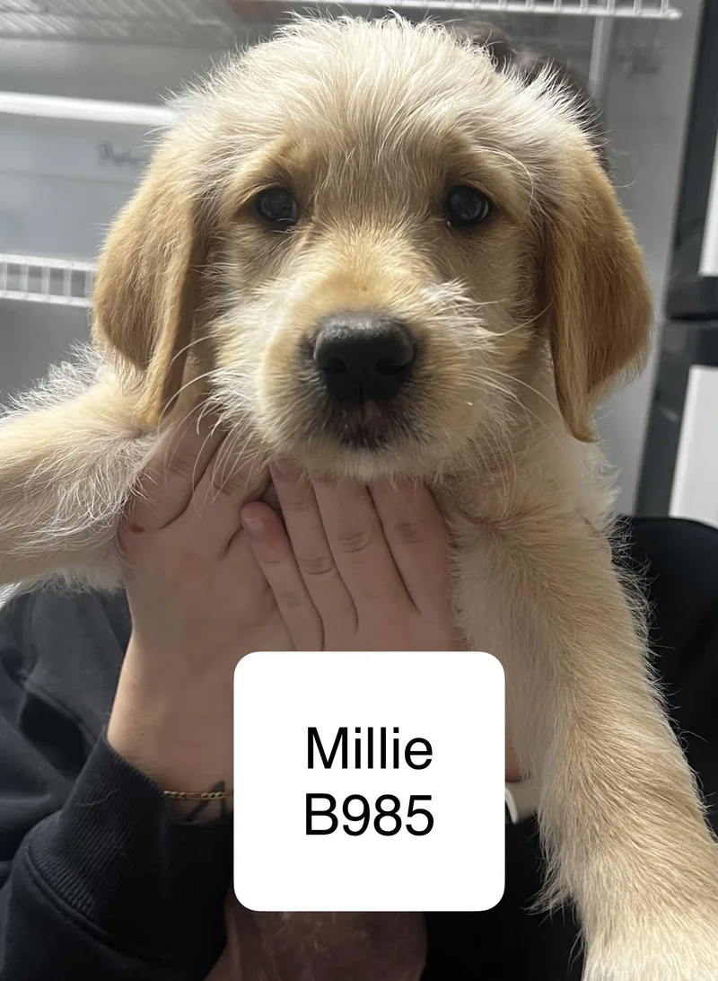 Millie
