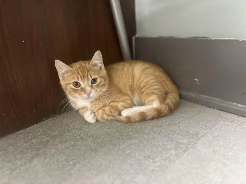 A young small-sized male Orange & White Domestic Medium Hair cat named Woody for adoption in Media, PA