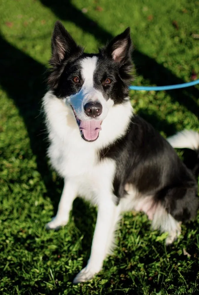 An adult medium-sized female Tricolor (Brown, Black, & White) Border Collie dog named Birdie for adoption in Frankfort, NY