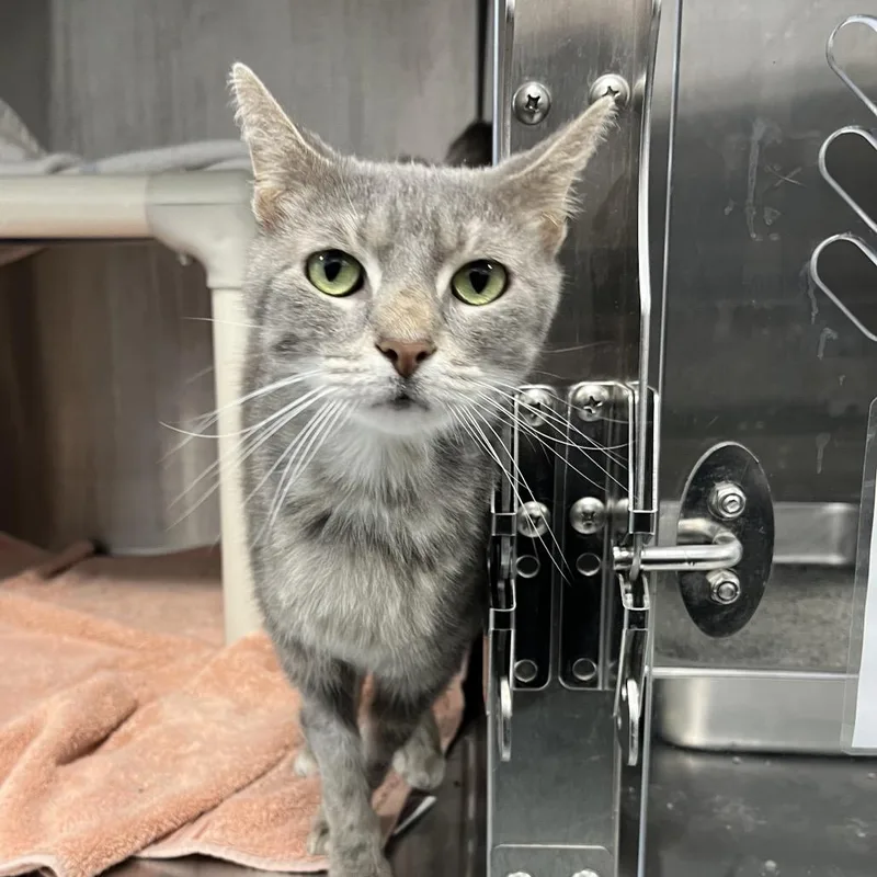 A senior medium-sized male Gray / Blue / Silver Domestic Short Hair cat named Xup for adoption in Fort Wayne, IN