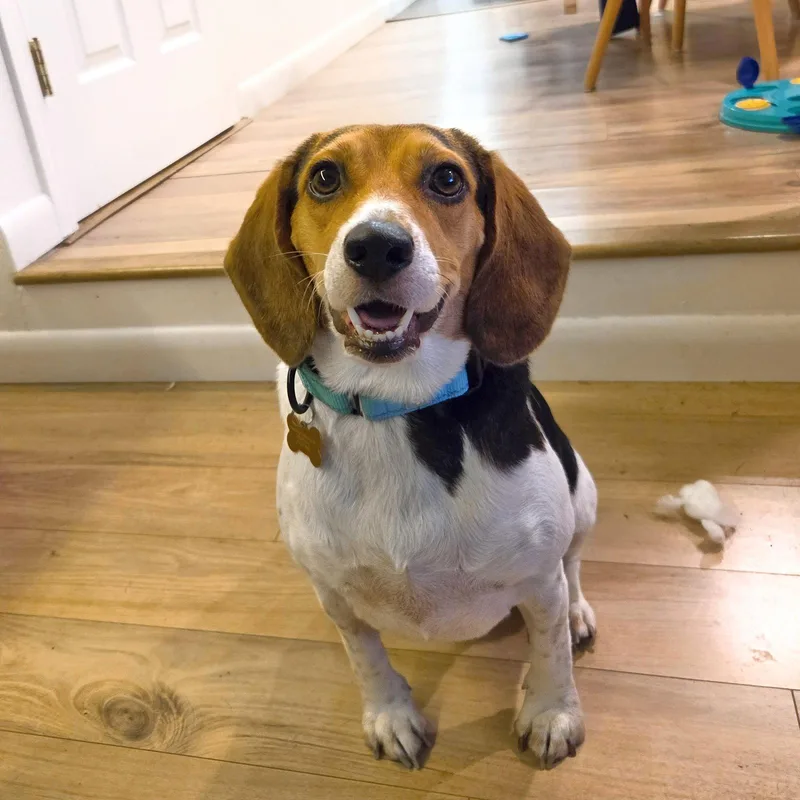 An adult small-sized female Beagle dog named Sophie for adoption in Bothell, WA