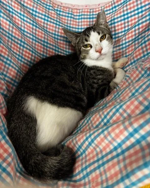 A baby medium-sized male Tabby (Gray / Blue / Silver) Domestic Short Hair cat named Frank for adoption in Lafayette, LA