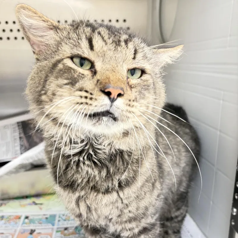 An adult large-sized male Brown / Chocolate Domestic Medium Hair cat named Moss for adoption in Chatham, VA
