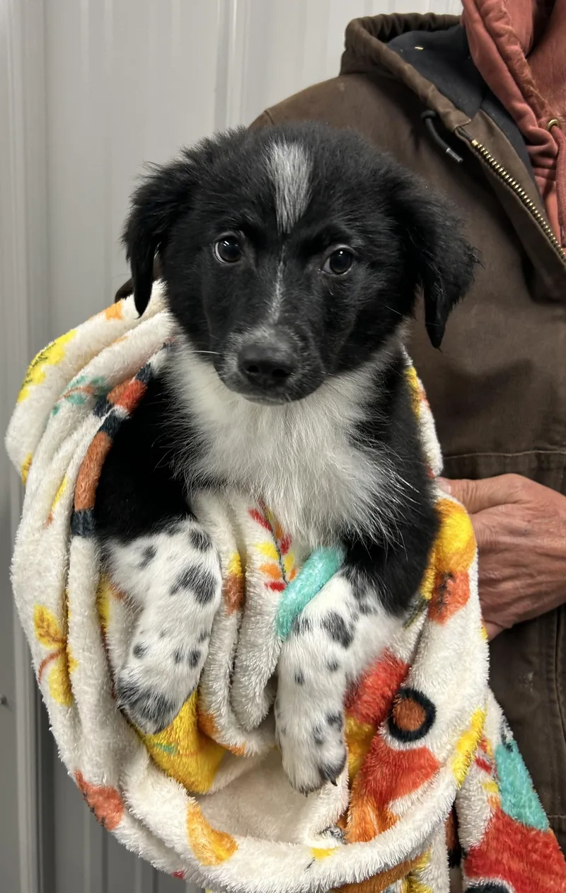 A baby medium-sized male Border Collie dog named Scout for adoption in Moravia, NY