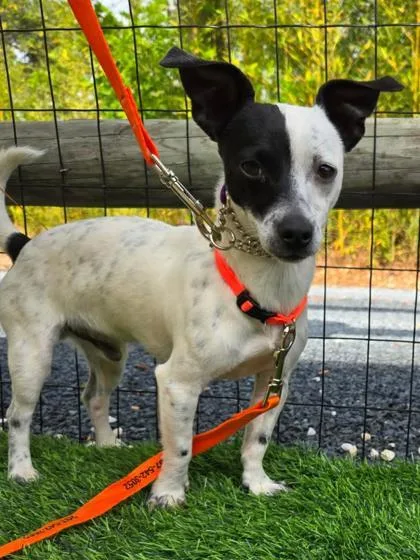An adult small-sized male Parson Russell Terrier dog named Oreo for adoption in Southern Pines, NC