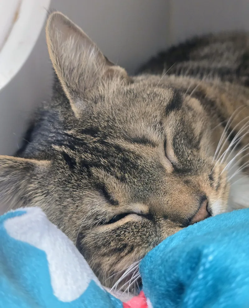 A senior medium-sized female Tabby (Brown / Chocolate) Domestic Short Hair cat named Rose for adoption in Amityville, NY