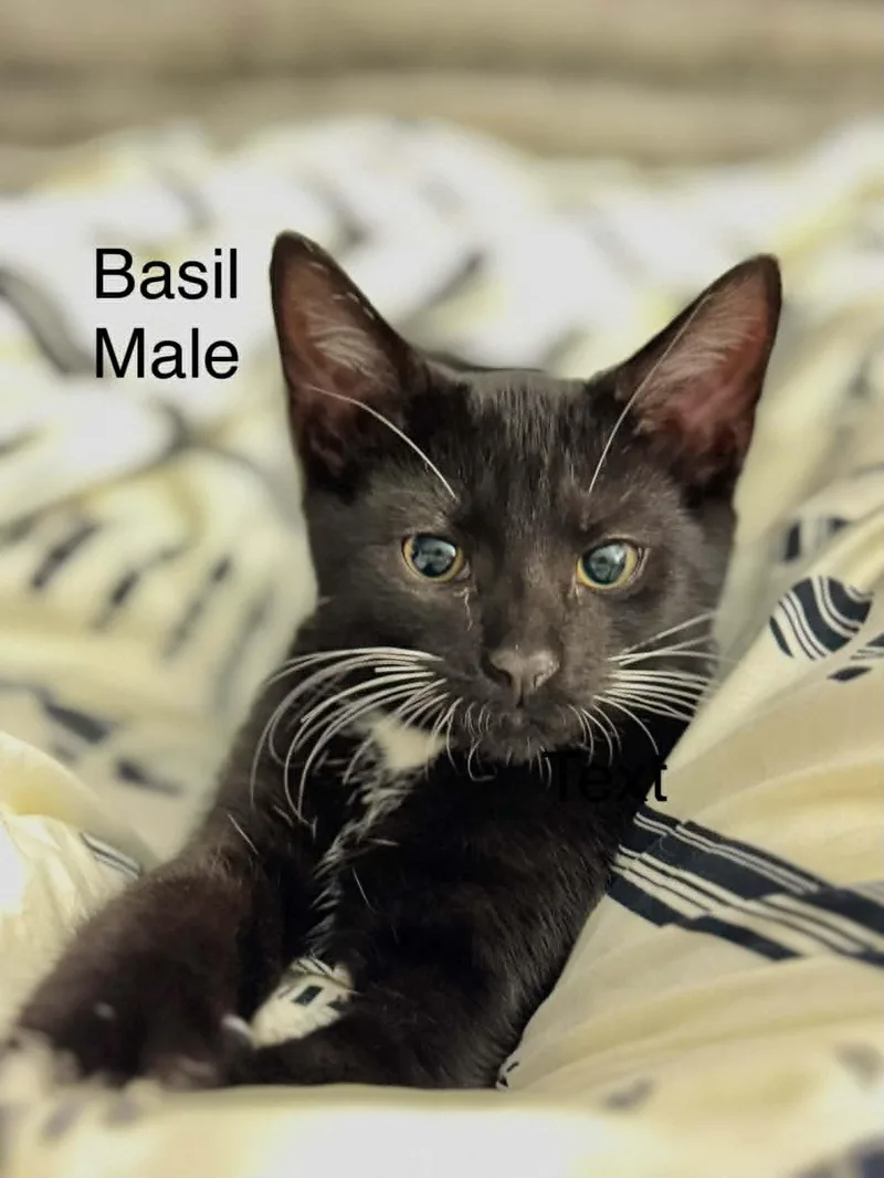 A baby medium-sized male Black & White / Tuxedo Domestic Short Hair cat named Basil for adoption in Gonic, NH