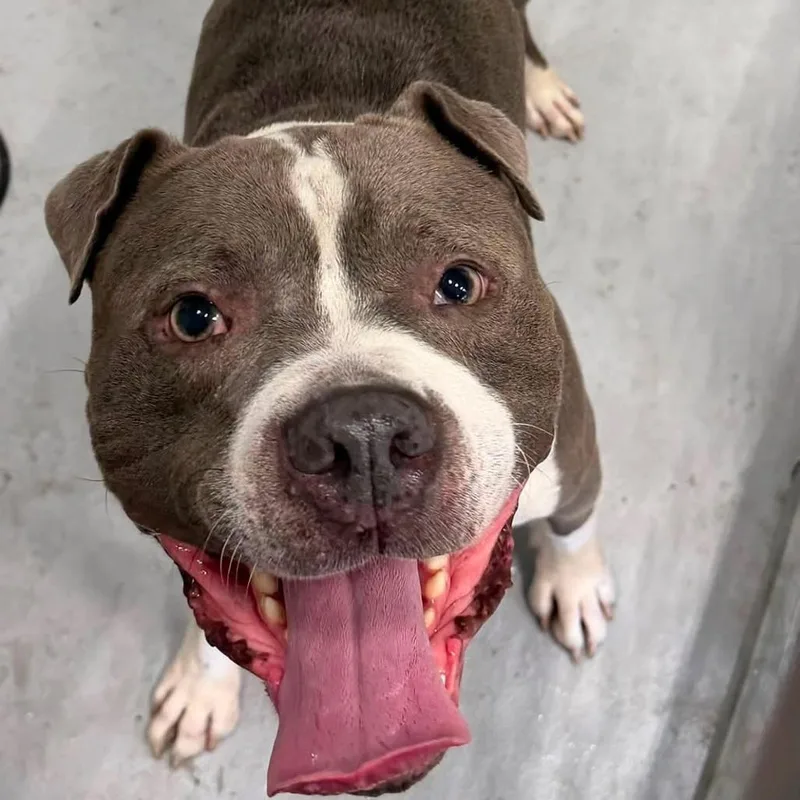 An adult medium-sized male Gray / Blue / Silver Pit Bull Terrier dog named Muscle Man for adoption in Matteson, IL