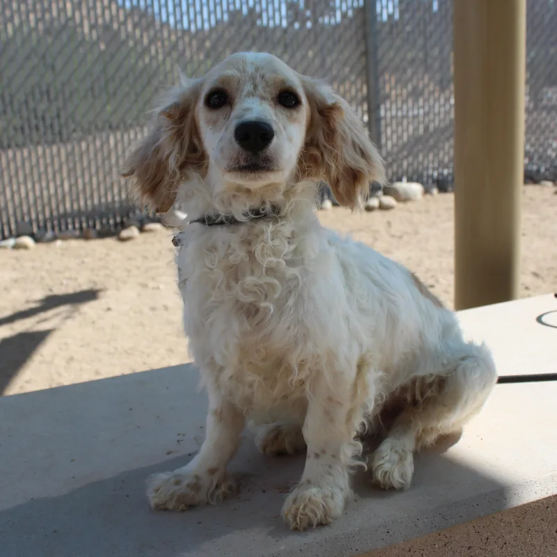 A young medium-sized male White / Cream Spaniel dog named Forrest for adoption in Yucca Valley, CA
