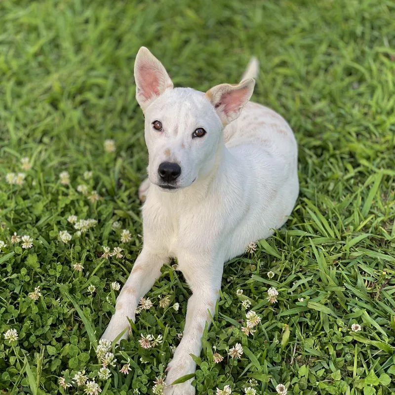 A baby medium-sized male White / Cream Labrador Retriever dog named Belize for adoption in Houston, TX