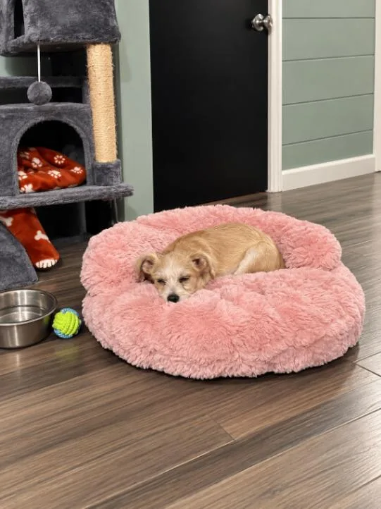 A young small-sized female Yellow / Tan / Blond / Fawn Terrier dog named Naimah for adoption in North Bend, WA