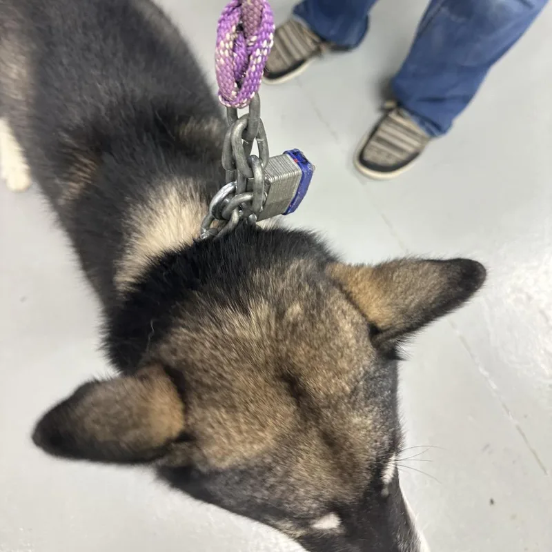 A young medium-sized female Black Siberian Husky dog named Tipsy for adoption in Morganfield, KY