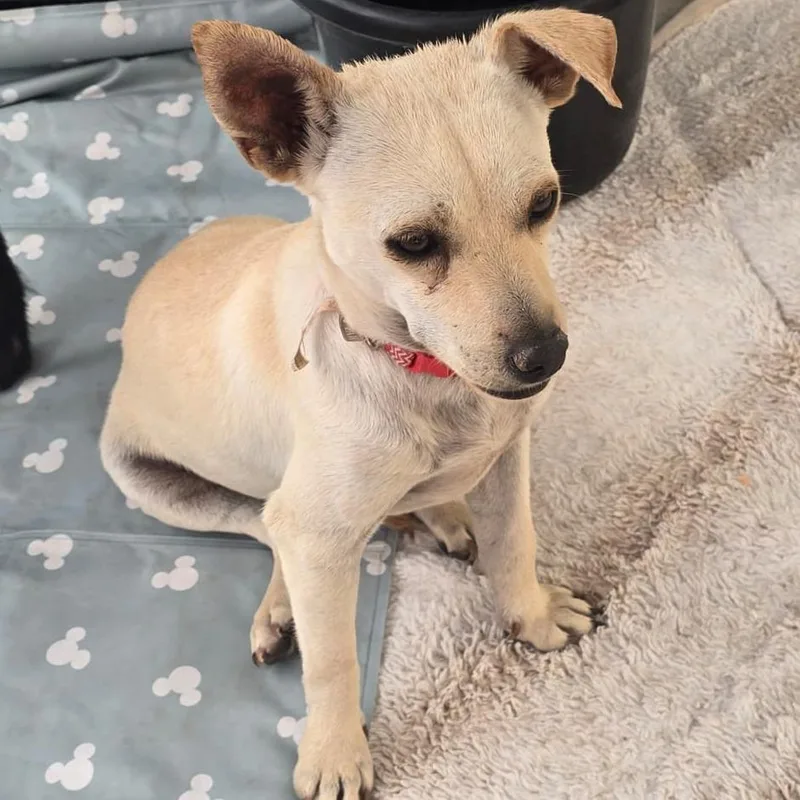 A young small-sized male White / Cream Chihuahua dog named Saturn for adoption in Whitney, TX