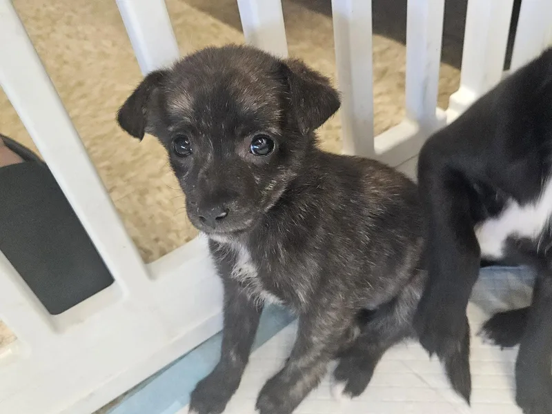 A baby small-sized female Chihuahua dog named Quill for adoption in Holbrook, NY