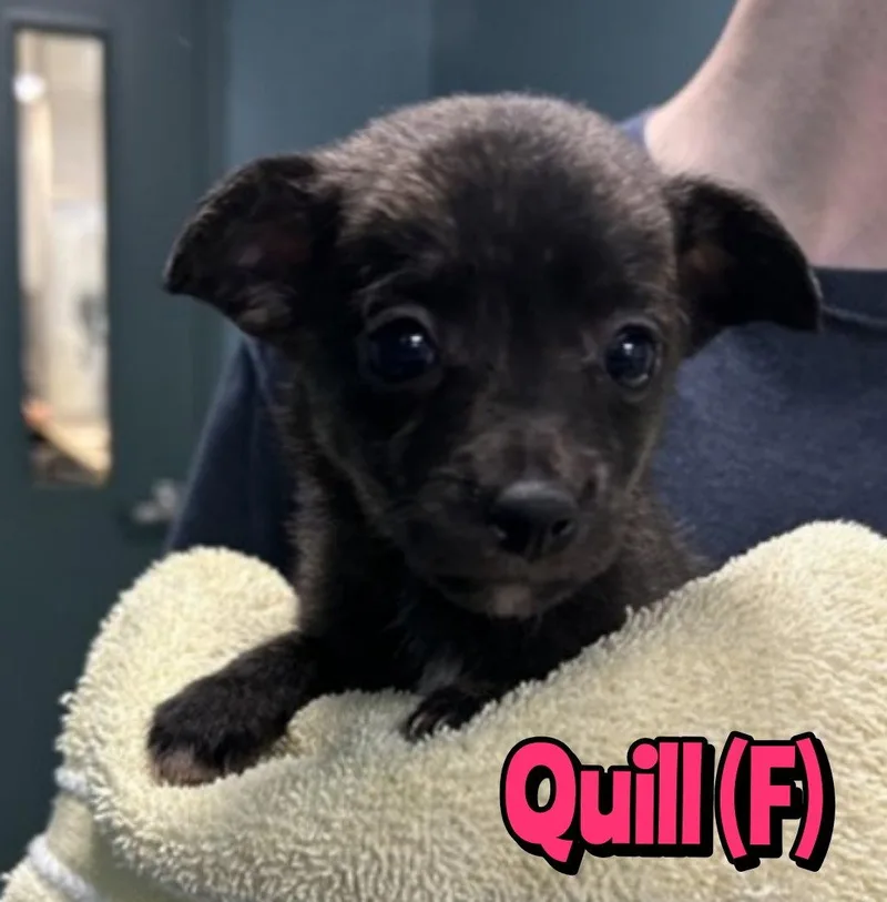 Quill thumbnail 2