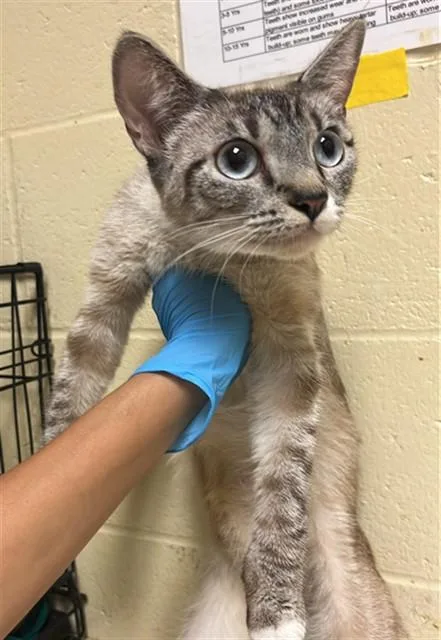 A young small-sized female Domestic Short Hair cat named Armadillo for adoption in Sacramento, CA