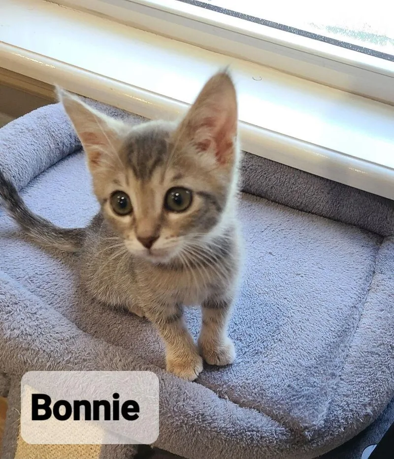 A baby small-sized female Gray / Blue / Silver Domestic Short Hair cat named Bonnie for adoption in Orlando, FL