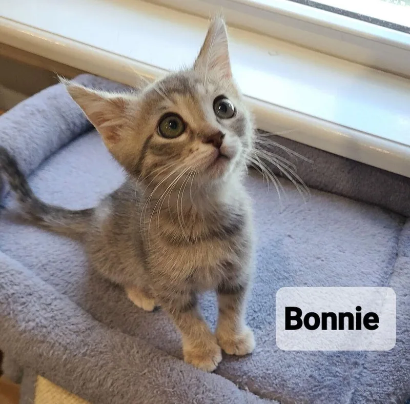 Bonnie thumbnail 2