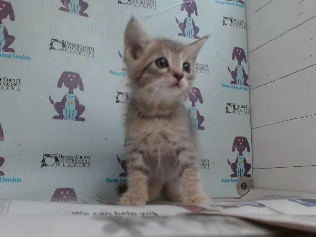 Bonnie thumbnail 3