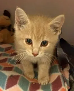 A baby medium-sized female Buff / Tan / Fawn Domestic Short Hair cat named Vienna for adoption in Mason City, IA