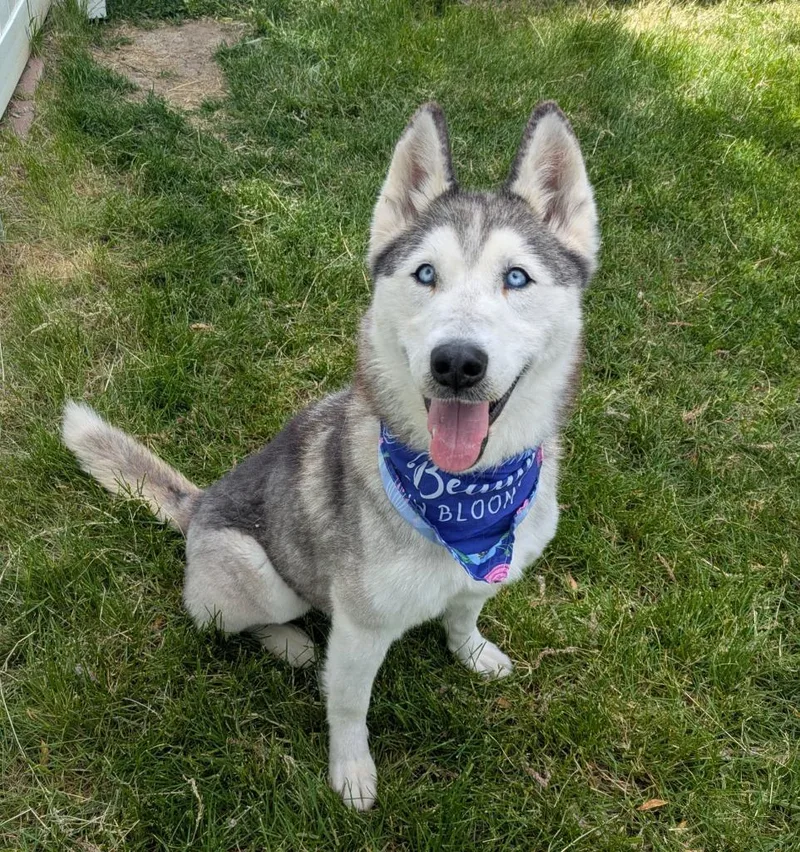 An adult medium-sized female Siberian Husky dog named Velvet for adoption in Cottonwood Heights, UT