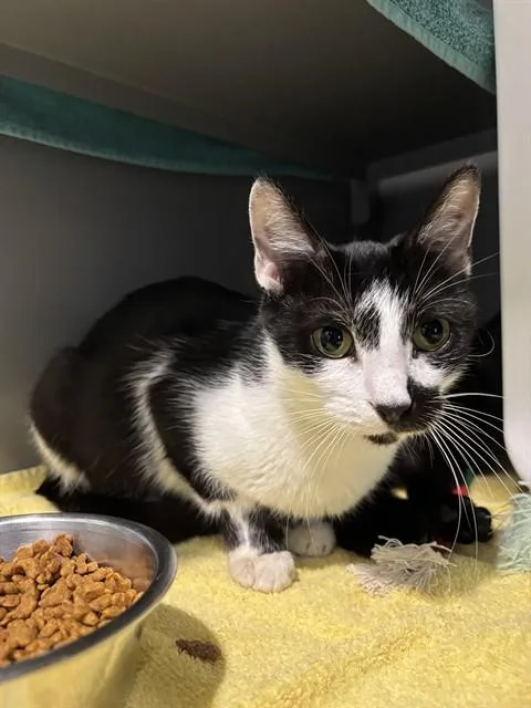 A young medium-sized female Domestic Short Hair cat named Betty Boop for adoption in Leesburg, VA