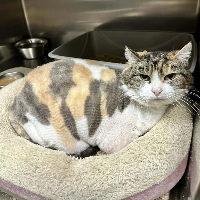 Patricia C thumbnail 2