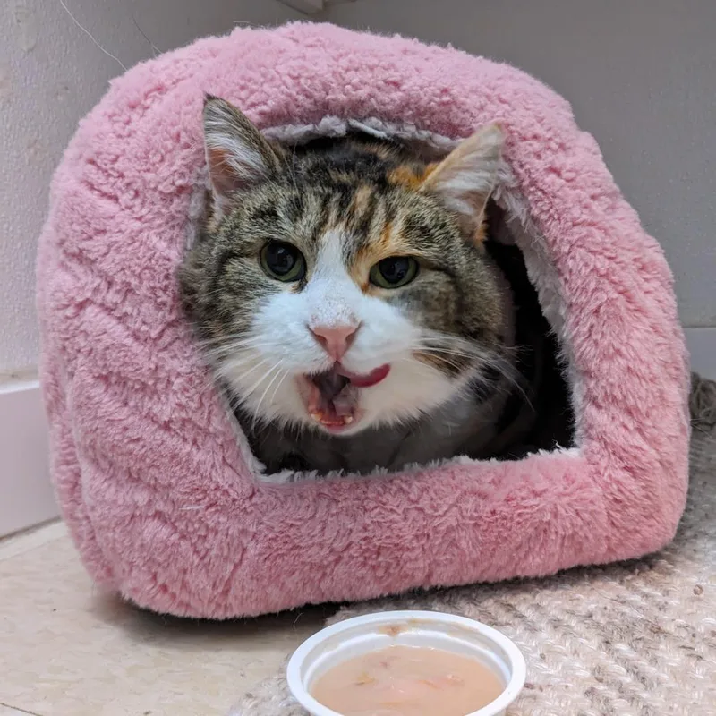 Patricia C thumbnail 3