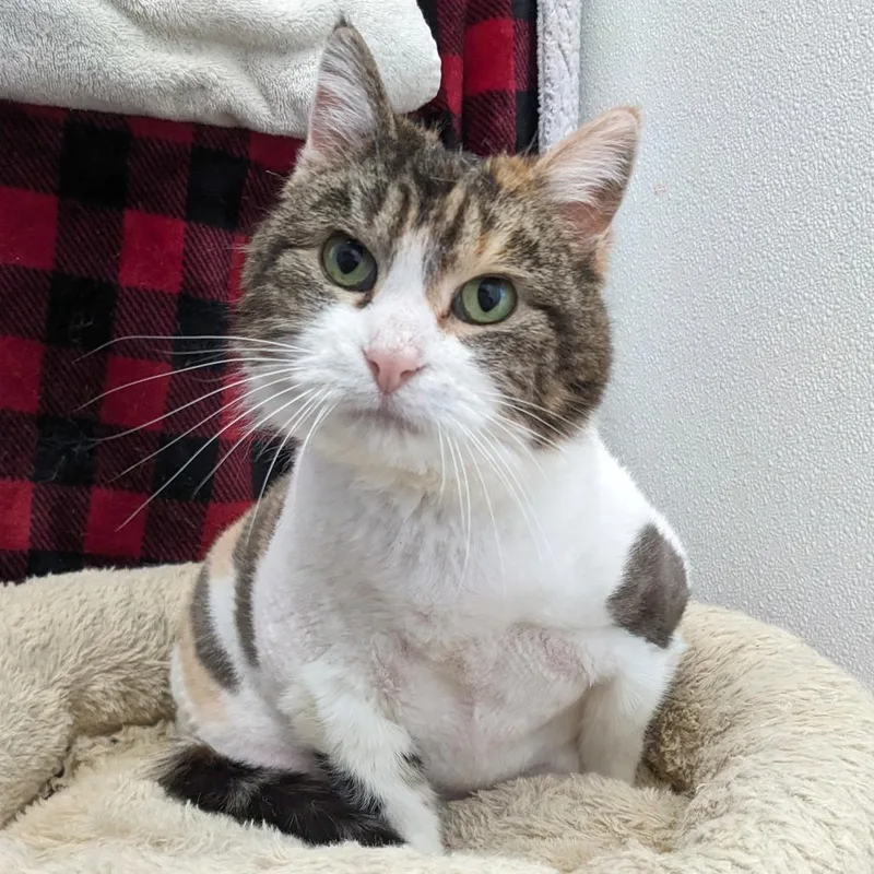 Patricia C thumbnail 4