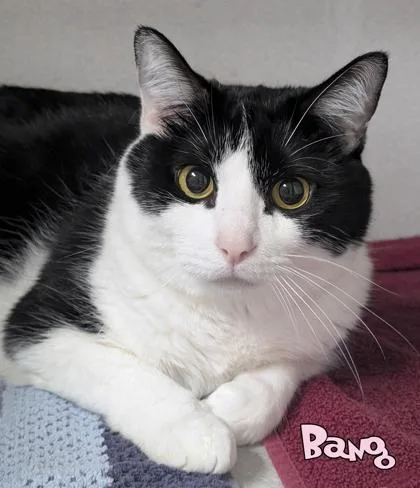 A senior large-sized male Domestic Short Hair cat named Bang for adoption in Mason, MI