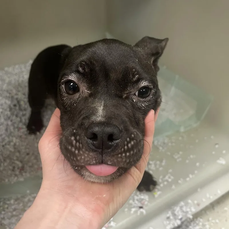 A young small-sized female Black English Bulldog dog named Marnie for adoption in East Saint Louis, IL