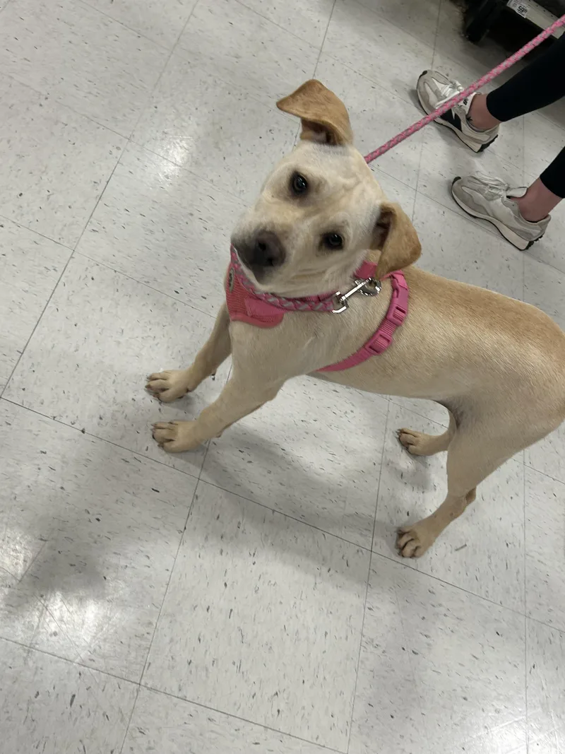A young medium-sized female Pit Bull Terrier dog named Sugar for adoption in Winder, GA