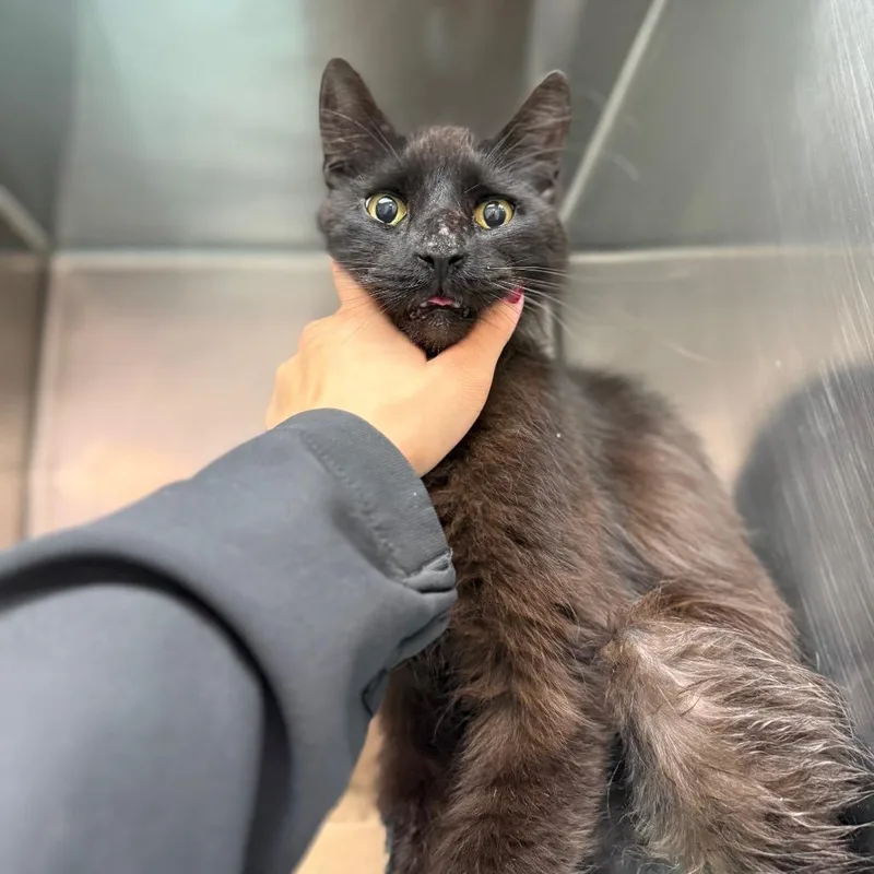A senior medium-sized male Black Domestic Medium Hair cat named Shadow for adoption in Newark, NJ