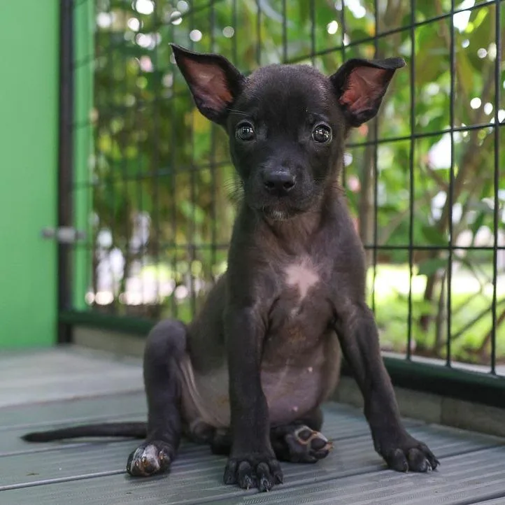 A baby medium-sized female Black Mixed Breed dog named Jeanette Belle for adoption in Bradenton, FL